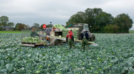 Compact harvesting belt