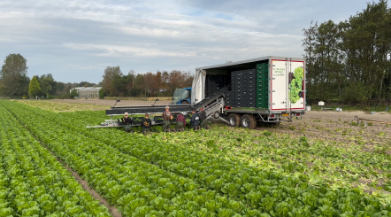 Spyder harvesting belt