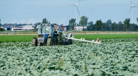 Compact harvesting belt