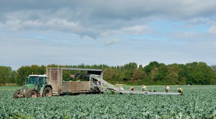 Vector harvesting belt