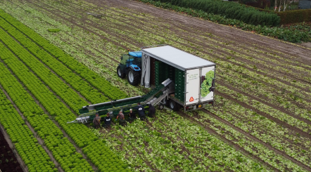 Spyder harvesting belt